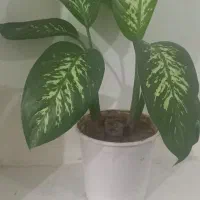 همه با هم نهصدو پنجاه تومان ارسال با اسنپ