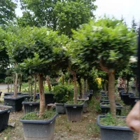 ماداگاسکار نخل درخت بلوط جوندار بزرگ گل درشت قوی|خدمات باغبانی و درختکاری|تهران, شهرک غرب|دیوار