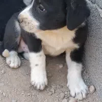 سگ قدر جونی شاه توله