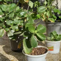 گلدان گل برگ قاشقی و شمعدانی