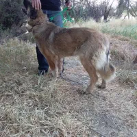 سگ اصیل|سگ|بروجرد, |دیوار
