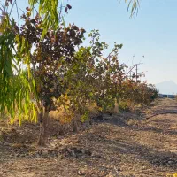 باغ پسته|فروش زمین و ملک کلنگی|شیراز, حومه شیراز|دیوار