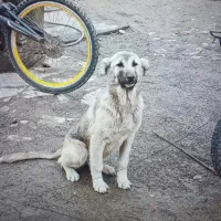 توله سگ ۴ماهه سرابی