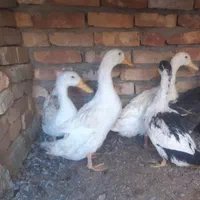 سلطان مرغ محلی بلوچستان|حیوانات مزرعه|خاش, |دیوار