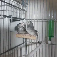 فنچ گلدین و ستاره ای