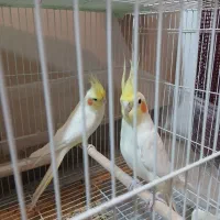 عروس هلندی لوتینو سفید