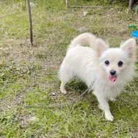 سک چیواوا|سگ|رشت, لاکان شهر|دیوار