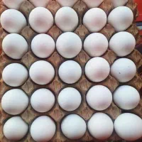 پخش تخم مرغ (عمده و خرده)