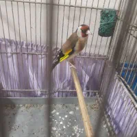 یه جفت سهره نر وماده