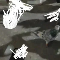 کبوتر گمشده