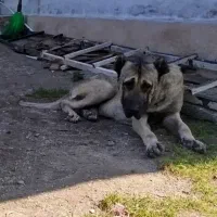 سگ سرابی