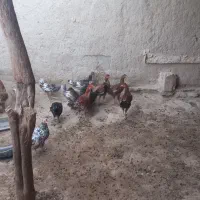 جوجه محلی چاق|حیوانات مزرعه|قرقری, |دیوار