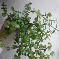 حرااج گل|حراج|اردبیل, |دیوار