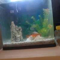 فروش اکواریوم باماهی قرمز وسفید