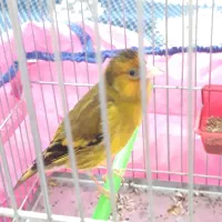 سهره قناری لرخان بدونه ایراد|پرنده|همدان, |دیوار