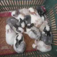 بچه خرگوش
