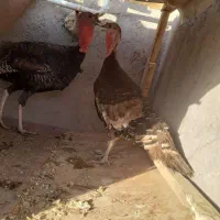 بوقلمون محلی فقط ۲ملیون