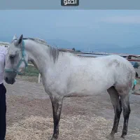 مادیان ترکمن