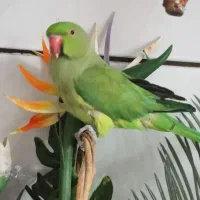 طوطی ملنگو|پرنده|ساوه, |دیوار