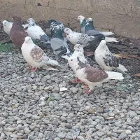 کبوترهای پرشی|پرنده|خان ببین, |دیوار