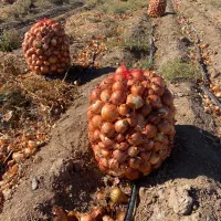 پیاز زرد درجه یک فروش عمده