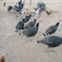 بوقلمون نروماده جفتی ۳ملیون وپانصد