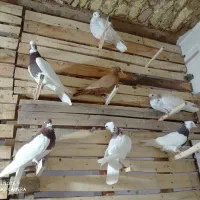 طوق سرخ سه بر دار|پرنده|مرودشت, سهل‌آباد|دیوار