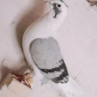 پشت سبز شهری