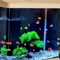 آکواریم و ماهی