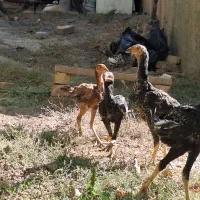 لاری اصل نژاد دار|حیوانات مزرعه|دشتابی, |دیوار