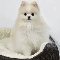 سگ فروشی نیست