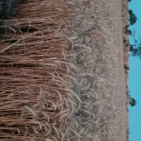 گندم کوهدشت