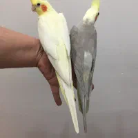 جفت نروماده سلامت و اماده ب تخم|پرنده|بوشهر, |دیوار