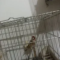 پرنده سهره|پرنده|تهران, خاک سفید|دیوار