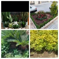 خدمات باغبانی باغچه کاری گل کاری هرس کاری درختکاری