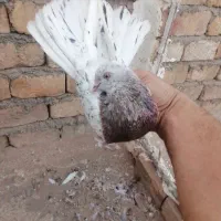 کفتر پرشی