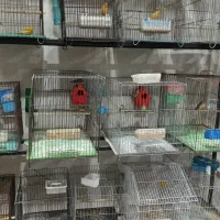 فنچ تعداد 25 عدد رامهرمز