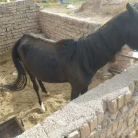 اسب|اسب و تجهیزات اسبسواری|تاکستان, |دیوار