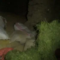 ۵خروار کاه، جو ۱۵۰۰کیلو و۲خرواریونجه