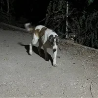 سگ نر گله ای|سگ|ورامین, ورامین|دیوار