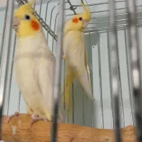 طوطی عروس هلندی|پرنده|قزوین, |دیوار