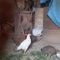 جوجه ۵ماهه و یک عدد مرغ|حیوانات مزرعه|شباب, |دیوار