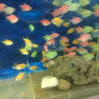 آکواریوم مولوی|ماهی|اصفهان, شاهد|دیوار