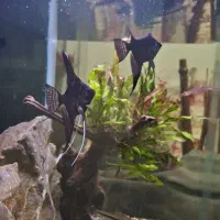 2 عدد ماهی آنجل بلک