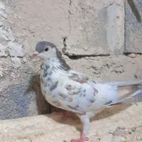 کبوتر. پرنده.کفتر.|پرنده|چناران, |دیوار
