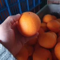 پرتقال تامسون و خونی (دوتن و نیم)|خوردنی و آشامیدنی|نوشهر, |دیوار