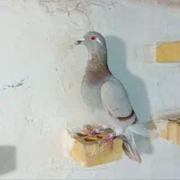 کبوتر شهرستانی