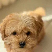 توی پودل ناب|سگ|کرمانشاه, |دیوار