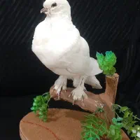 مجسمه|مجسمه، تندیس، ماکت|کرمانشاه, |دیوار