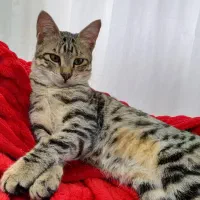 گربه ملوس وبغلی واگذاری رایگان